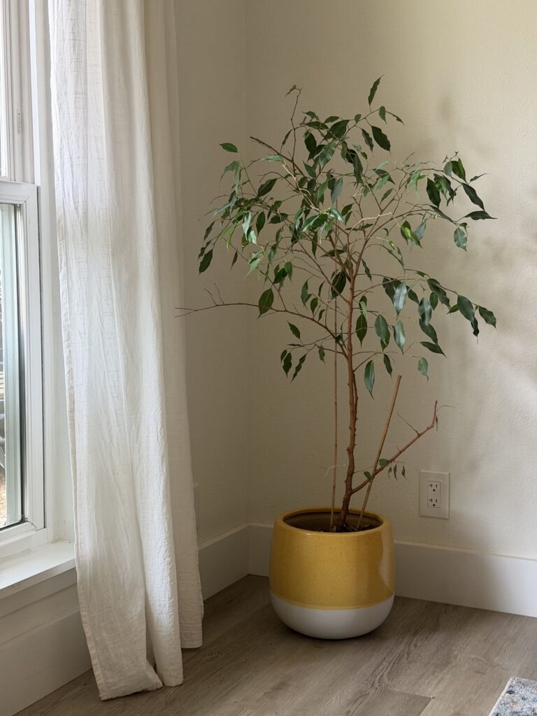 vibrant green ficus tree in yellow and white pot in sunny room corner with sheer white curtains, evoking calm for mental health awareness month marketing
